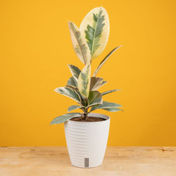 An Albo Pothos plant in a 6in diameter white self-watering container sits on a light wooden table with a bright pink backdrop. The leaves are pointed and vine downwards with green and white variegated foliage. 