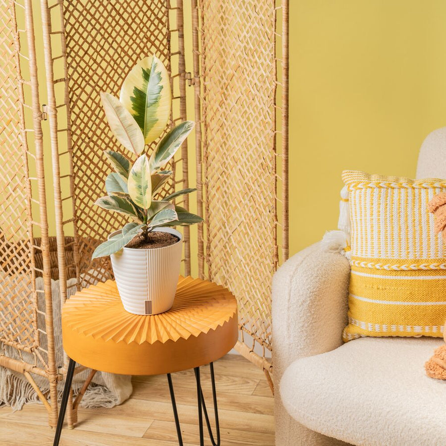 A medium Ficus Tineke plant sits on a round bright orange coffee table. The plant has beautiful shades of milky white & green colors. It is in a white self-watering decor container.