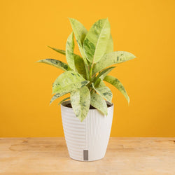 An Albo Pothos plant in a 6in diameter white self-watering container sits on a light wooden table with a bright pink backdrop. The leaves are pointed and vine downwards with green and white variegated foliage. 