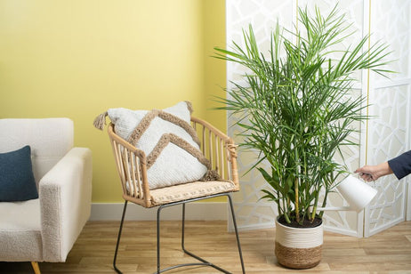 A Bamboo Palm plant in a two-tone weave basket. The backdrop is a cutely decorated living room. A hand extends out with a white watering can to water the soil. 