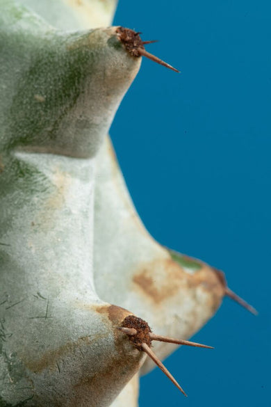 Stenocereus Beneckei Cactus