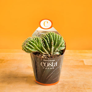 Crested Cactus | teacup