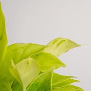 A closeup image of the Champs Elysees plant foliage. The plant has super light, lime green leaves and bits of texture in the bottom portion of the foliage.