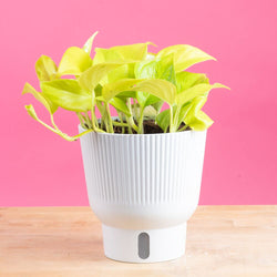 An Albo Pothos plant in a 6in diameter white self-watering container sits on a light wooden table with a bright pink backdrop. The leaves are pointed and vine downwards with green and white variegated foliage. 