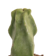 Senita Cactus | teacup  Costa Farms