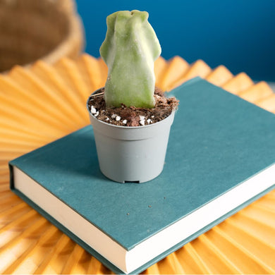 Senita Cactus