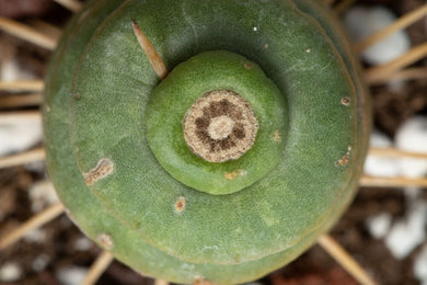 Spiral Unicorn Cactus | teacup – Costa Farms