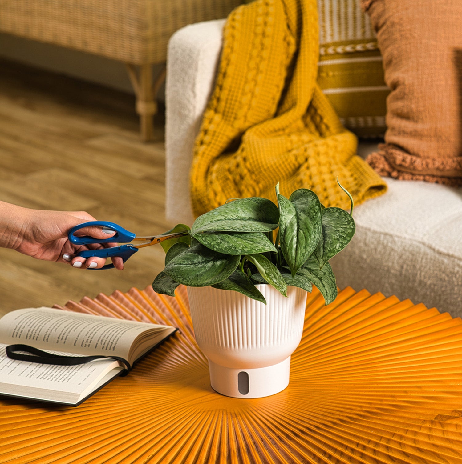 A Mount Salak plant sits on a bright orange round coffee table. A hand extends out with a pair of blue scissors to trim the foliage. 