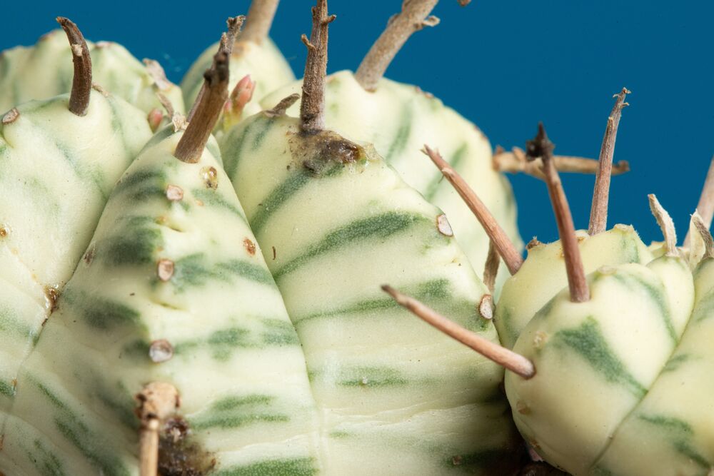 Variegated Euphorbia Cactus | teacup