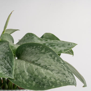 Scindapsus Mount Salak | medium – Costa Farms