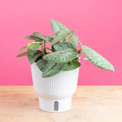 A medium 6in Raven ZZ plant sits on a light wooden table with a bright pink backdrop. The plant has amazing dark green & black foliage. It is in a white self-watering decor container. 