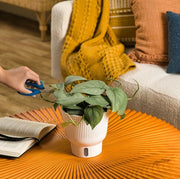 A Platinum Java plant sits on a bright orange coffee table. It is presented in a beautifully decorated living room. A hand extends out with a pair of blue shears to trim the foliage.