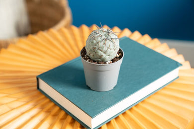 snowman succulent Tephrocactus Geometricus (Snowman Cactus)