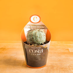 A Stenocereus Beneckei cactus on a light wooden table with a bright orange backdrop. The plant is uniquely shaped with small spikes. It is in a grower's pot and Costa Farms custom sleeve. 