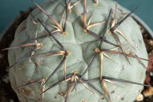 Tephrocactus Geometricus (Snowman Cactus) | teacup