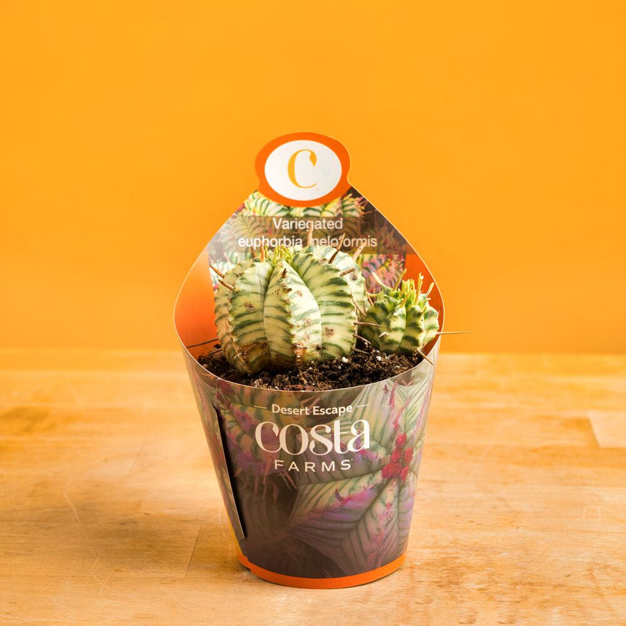 Variegated Euphorbia Cactus | teacup