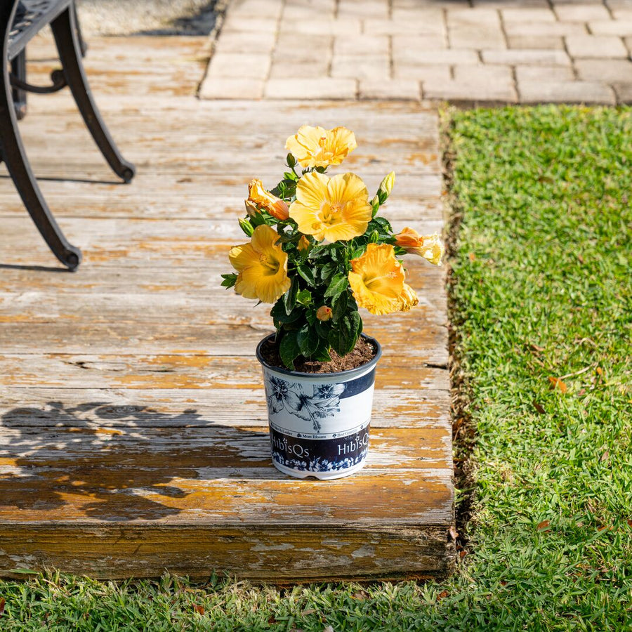Tropical Hibiscus HibisQs® Ninos Yellow | medium
