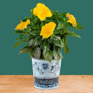 Tropical Hibiscus HibisQs® Ninos Yellow | medium