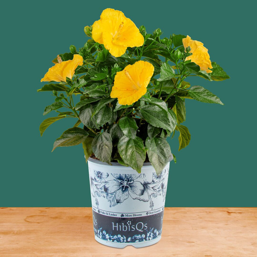 Tropical Hibiscus HibisQs® Ninos Yellow | medium