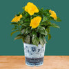 Tropical Hibiscus HibisQs® Ninos Yellow | medium