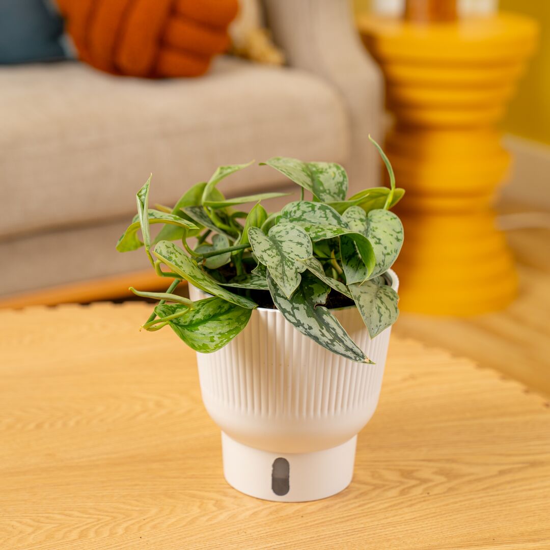 Hot New Drop: Scindapsus Silver Lady!