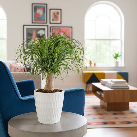 Ponytail Palm