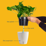 An infographic showing the workings of the self-watering decor container. It has a plant in a grower's pot with a water-wick attached, and a white decor container with a water reservoir at the bottom. 