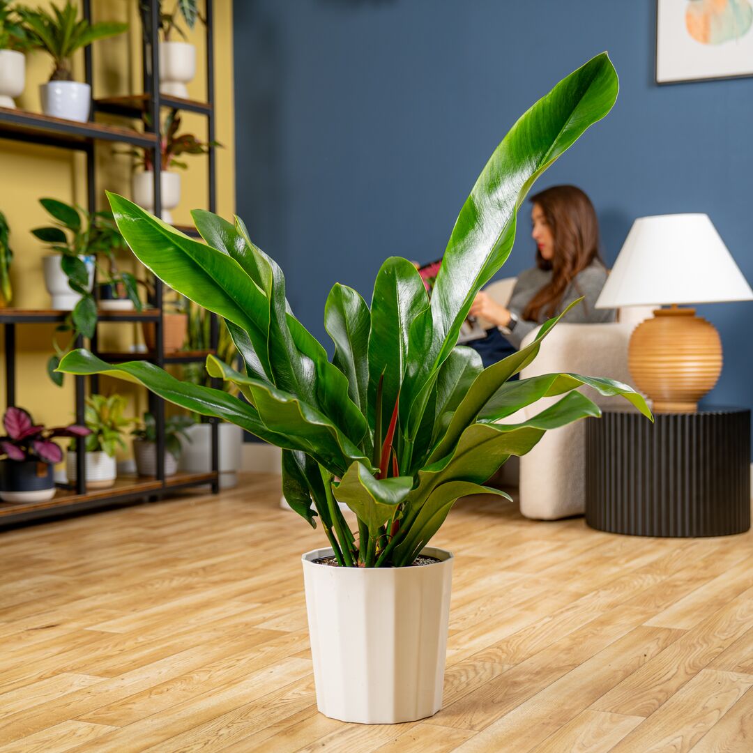 Fresh In: Philodendron ruizii!