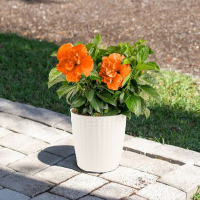 dwarf double flower hibiscus potted plant Tropical Hibiscus Adonicus Double Orange