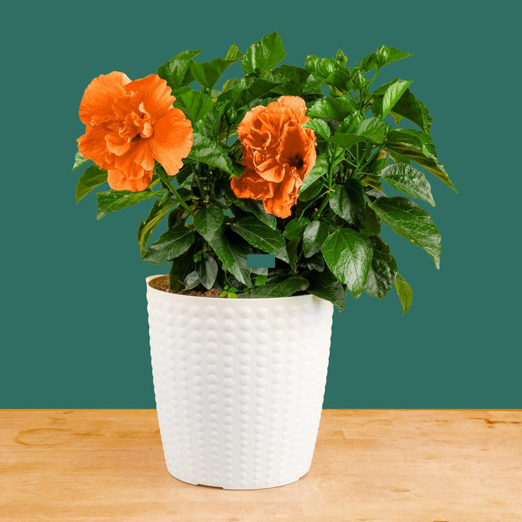 double yellow flower live hibiscus potted plant Tropical Hibiscus Adonicus Double Orange