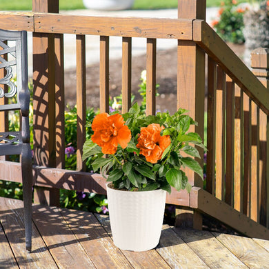 Tropical Hibiscus Adonicus Double Orange | medium – Costa Farms