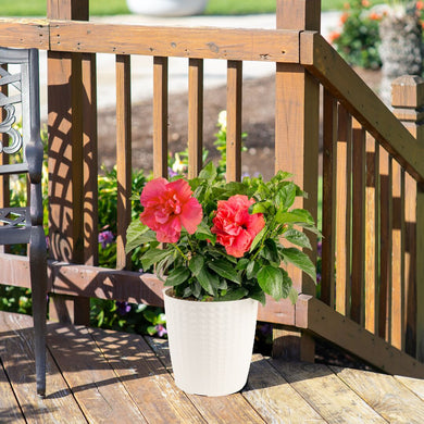 Tropical Hibiscus Adonicus Double Pink | medium – Costa Farms