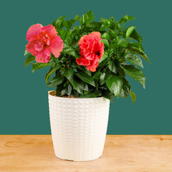 Tropical Hibiscus Flora | small