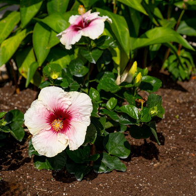 Tropical Hibiscus Flora