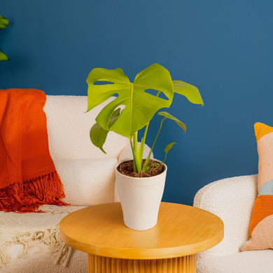 monatera philodendron pet friendly Monstera Golden Compact