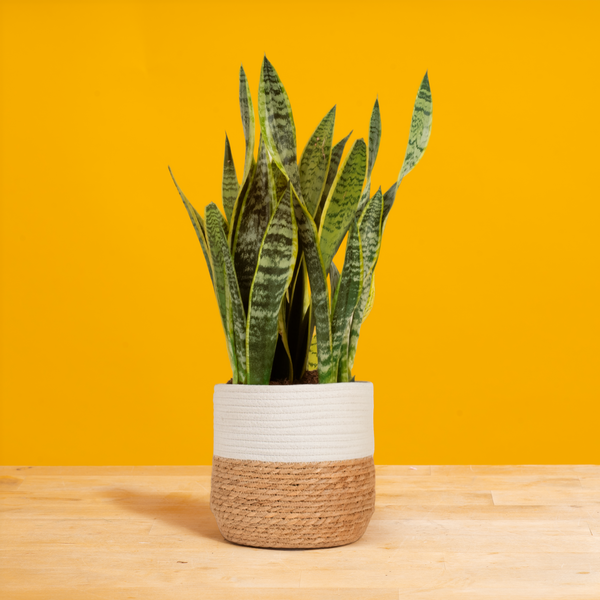 Snake Plant | large – Costa Farms