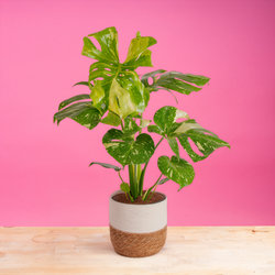 Monstera Burle Marx Flame | medium