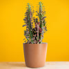 A large Euphorbia Trigona Red cactus in a brown decor container set on a bright yellow backdrop.