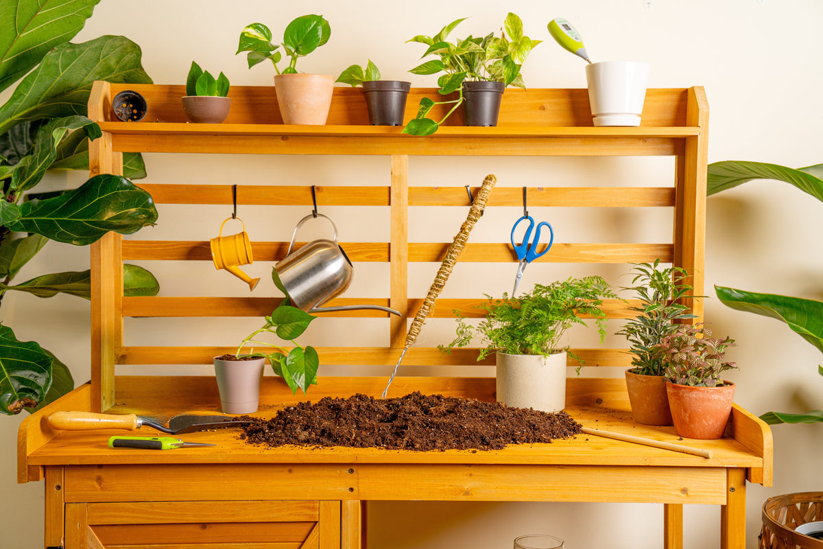 Houseplant Popularity