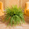 boston fern in large 10 inch two tone decor basket. set in a well-lit living room. 