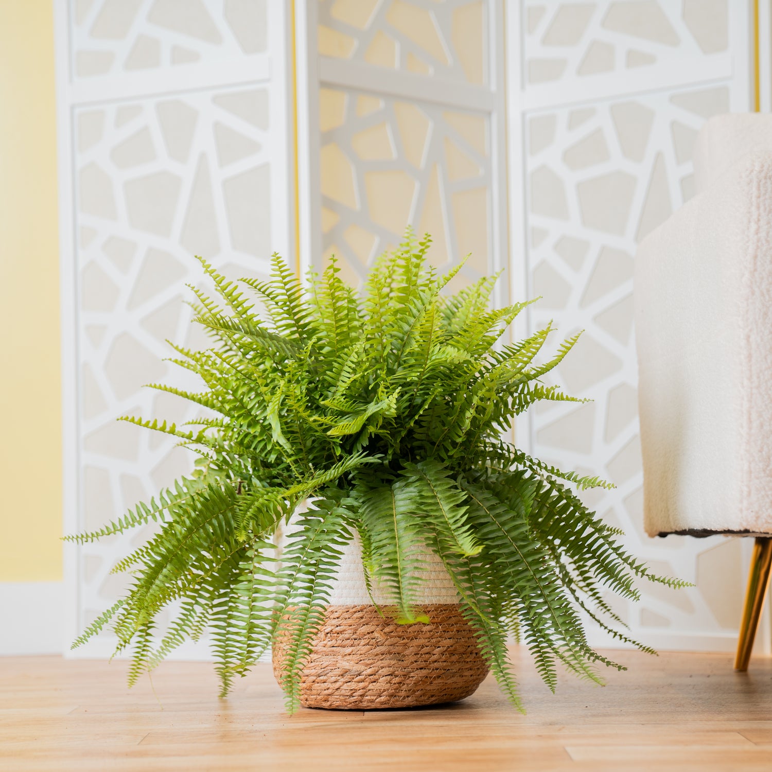 boston fern in large 10 inch two tone decor basket. set in a well-lit living room. 