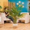 A Cat Palm plant sits in a two-tone weave basket. The backdrop is a beautifully decorated living space white a white fuzzy couch. 