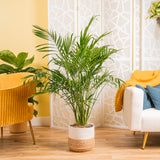 A Cat Palm plant sits in a two-tone weave basket. The backdrop is a beautifully decorated living space with a gold armchair and white fuzzy couch. 