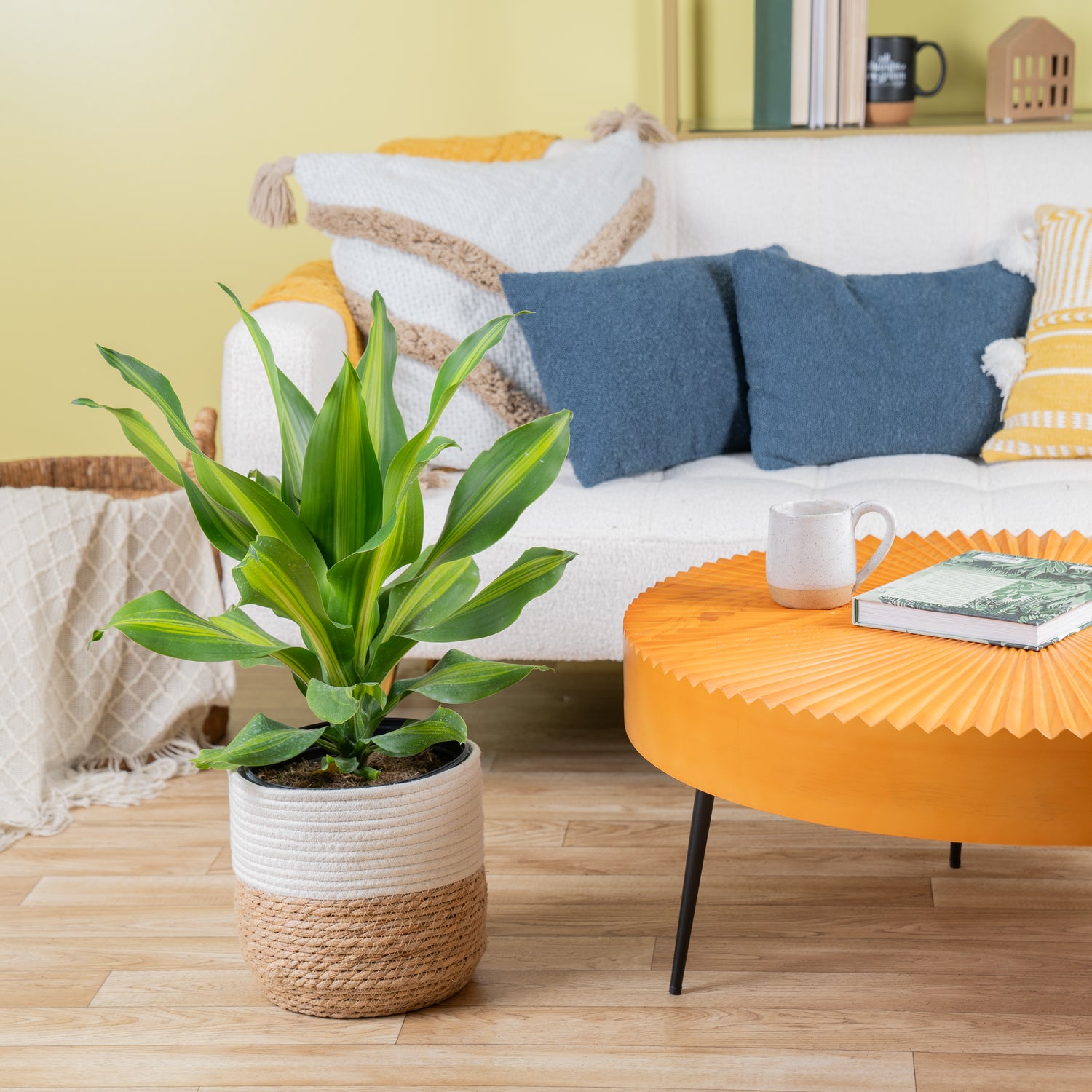 A Dracaena Golden Heart plant sits in a living room. The container is a two-tone weave basket. The foliage is long pointed green leaves with yellow stripes. 