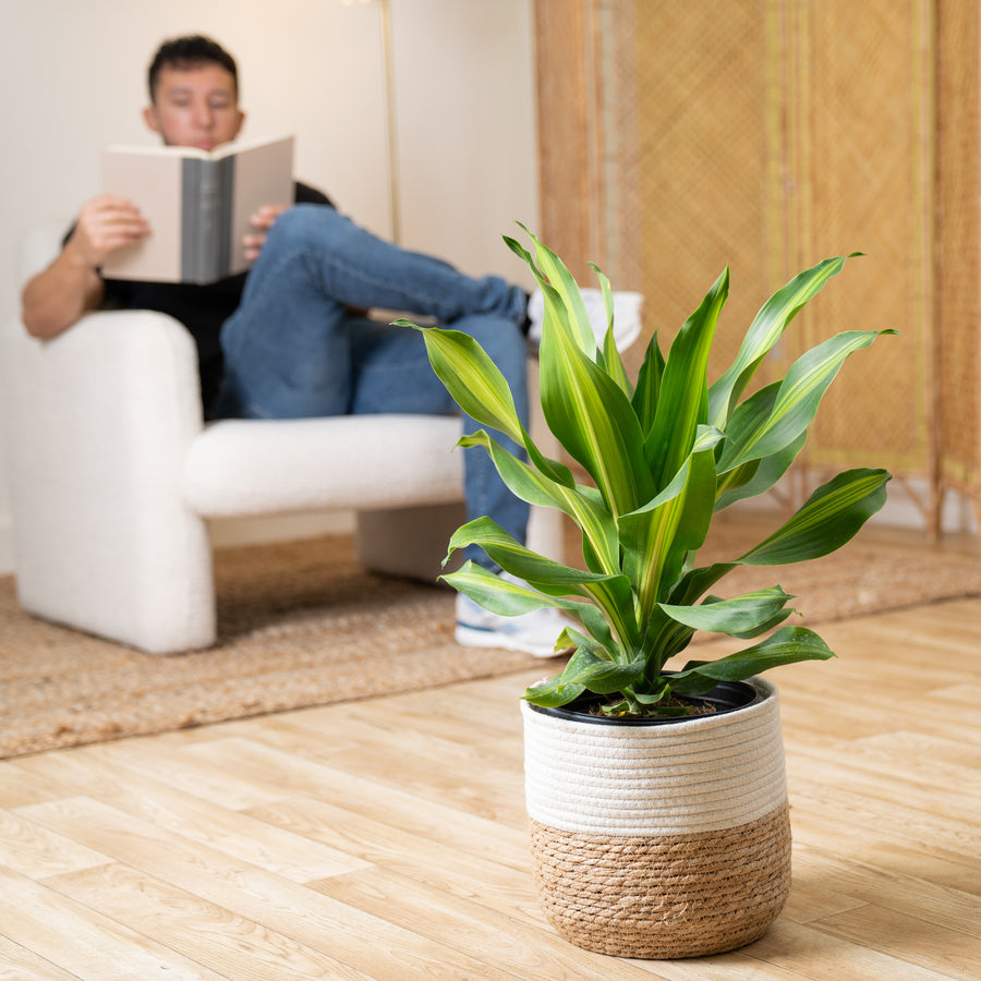 A Dracaena Golden Heart plant sits in a living room. The container is a two-tone weave basket. The foliage is long pointed green leaves with yellow stripes. 