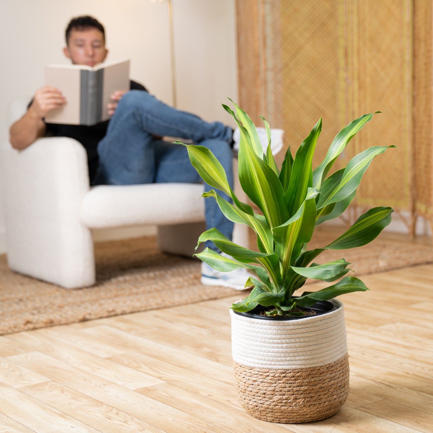 A Dracaena Golden Heart plant sits in a living room. The container is a two-tone weave basket. The foliage is long pointed green leaves with yellow stripes. 