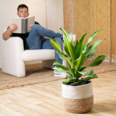 dracaena golden heart plant Dracaena Golden Heart