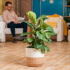 A tall ficus lyrata bush plant in a two tone weave basket. The plant is set against living space backdrop.