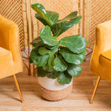 A Ficus Lyrata Bush plant sits in a two-tone weave basket. 