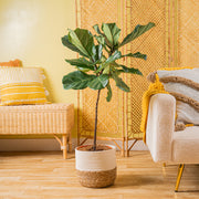 Large ficus lyrata standard in two tone weave basket, its set against a brightly-lit living space. 